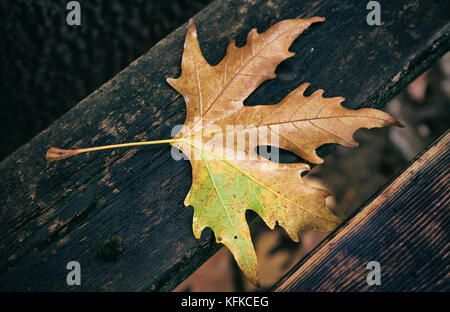 Maple dry leaf fallen on a wooden bench at autumn after the rain Stock Photo