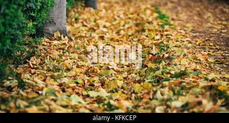 Maple dry leaves fallen on the ground at autumn after the rain Stock Photo