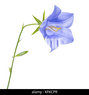 beautiful blooming single blue bell flower isolated on white background, close up Stock Photo