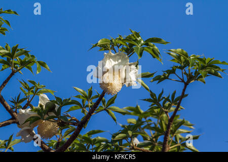 Baobab tree flower in Kruger national park, South Africa ; Specie Adansonia digitata family of Malvaceae Stock Photo