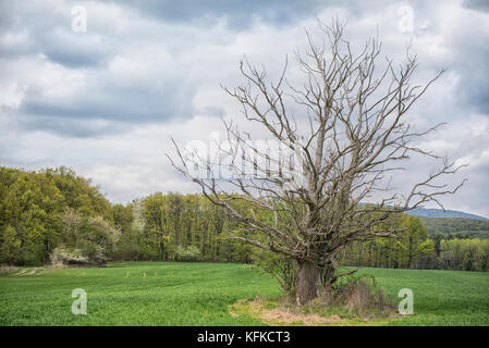 Dead tree in the middle of the field with spring colored trees Stock Photo