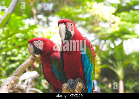 Two beautiful scarlet macaws (Ara macao) sitting on tree branch in the zoo Stock Photo