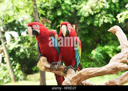 Beautiful scarlet macaws (Ara macao) sitting on the branch. One of the macaws species in Indonesia Stock Photo