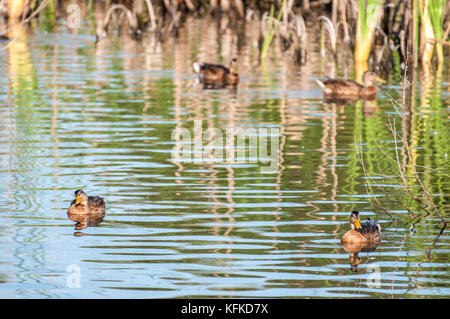 female ducks (Anas platyrhynchos) swimming in pond Stock Photo