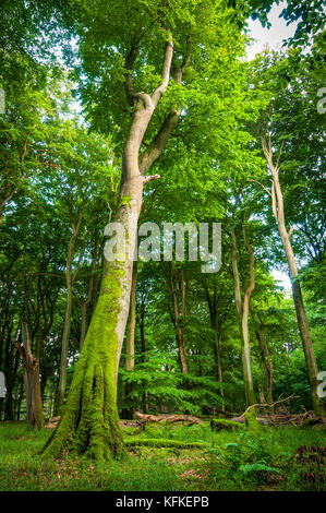 Beech primeval forest with dead wood and moss-covered tree trunks, Jasmund National Park, Rügen Island, Mecklenburg-Vorpommern Stock Photo