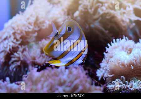 Copperband Butterflyfish, Chelmon rostratus, coral reef fish in among sea anemones. Stock Photo