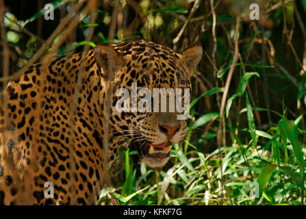 Jaguar (Panthera onca), Portrait, Pantanal, Mato Grosso, Brazil Stock Photo