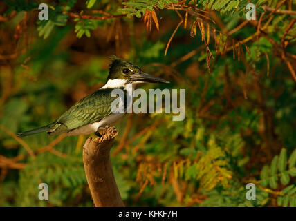Amazon Kingfisher (Chloroceryle amazona) sitting on tree branch, female, Pantanal, Brazil