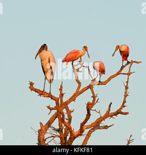 Wood stork (Mycteria americana) and Roseate spoonbill (Ajaia ajaja) sit in the tree, morning light, Pantanal, Mato Grosso Stock Photo
