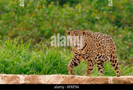 Jaguar (Panthera onca) runs on the river bank, Pantanal, Mato Grosso, Brazil Stock Photo