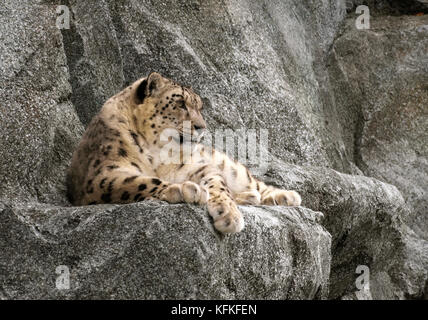 Snow leopard (Panthera uncia), resting on rocks, occurrence in Central Asia Stock Photo