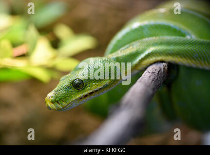 Green Tree Python (Morelia viridis) on branch, captive Stock Photo