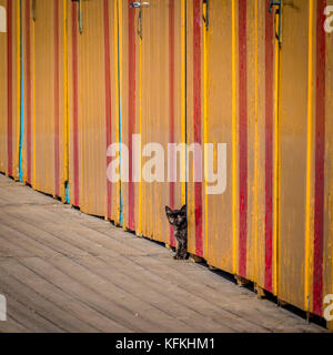 Kitten peeking out between yellow painted bathing huts at private beach in Sorrento, Italy. Stock Photo