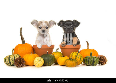 Pumpkins and two flower pots with two chihuahua puppy dogs in it on a white background Stock Photo