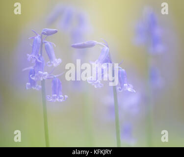 Fairytale picture of spring blue bells wild flowers on a soft green background Stock Photo
