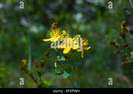Perforate St John s wort. Hypericum perforatum macro flowering plant Stock Photo
