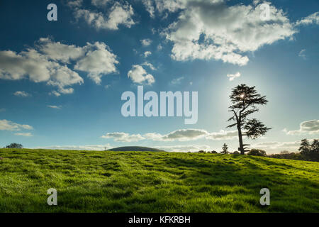 Autumn afternoon in South Downs National Park, West Sussex, England. Stock Photo