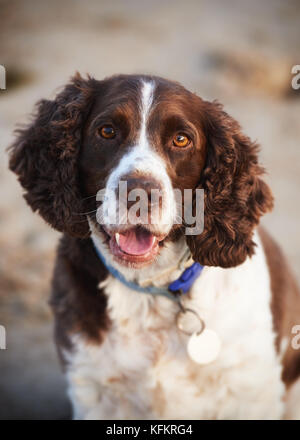 Beautiful portrait of a purebred Springer Spaniel Stock Photo