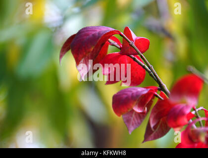 Beijing, Beijing, China. 30th Oct, 2017. Beijing, CHINA-October 2017:(EDITORIAL USE ONLY. CHINA OUT) Autumn scenery of Beijing Botanical Garden. Credit: SIPA Asia/ZUMA Wire/Alamy Live News Stock Photo