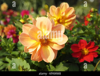 Beijing, Beijing, China. 30th Oct, 2017. Beijing, CHINA-October 2017:(EDITORIAL USE ONLY. CHINA OUT) Autumn scenery of Beijing Botanical Garden. Credit: SIPA Asia/ZUMA Wire/Alamy Live News Stock Photo