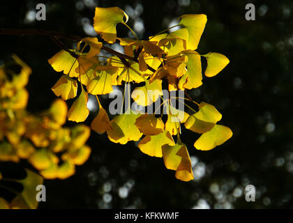 Beijing, Beijing, China. 30th Oct, 2017. Beijing, CHINA-October 2017:(EDITORIAL USE ONLY. CHINA OUT) Autumn scenery of Beijing Botanical Garden. Credit: SIPA Asia/ZUMA Wire/Alamy Live News Stock Photo