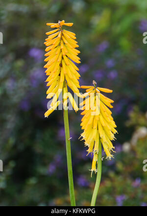 Beijing, Beijing, China. 30th Oct, 2017. Beijing, CHINA-October 2017:(EDITORIAL USE ONLY. CHINA OUT) Autumn scenery of Beijing Botanical Garden. Credit: SIPA Asia/ZUMA Wire/Alamy Live News Stock Photo