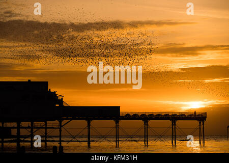 Aberystwyth Wales UK, Monday 30 October 2017 UK Weather: Two birdwatchers standing at the end of the pier get a close up view of the thousands of tiny starlings flying and swooping in ‘murmurations' of intricate patterns in the sky as the suns sets over the sea in Aberystwyth, before descending to roost for the night underneath the town's seaside pier at dusk . After spending the summer months over in Scandinavia, the flocks of migratory starlings have returned to their winter feeding ground and roosts in the UK photo Credit: Keith Morris/Alamy Live News Stock Photo