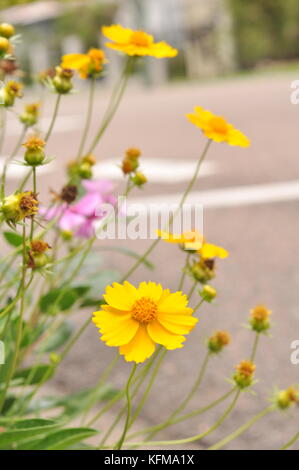 Calendula flowers, Townsville, Queensland, Australia Stock Photo