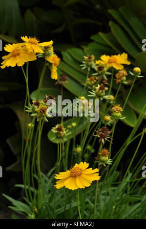 Calendula flowers, Townsville, Queensland, Australia Stock Photo