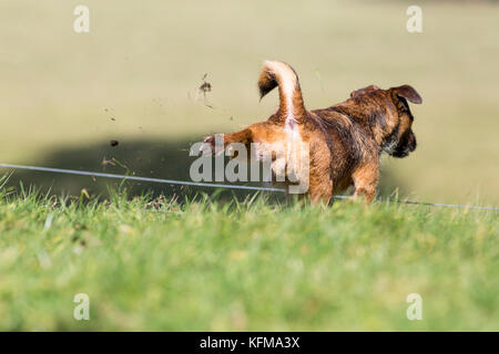 Border terrier cross pet dog kicking with hind legs, grass flying Stock Photo