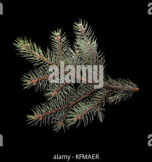 Blue spruce branch isolated on black background closeup Stock Photo