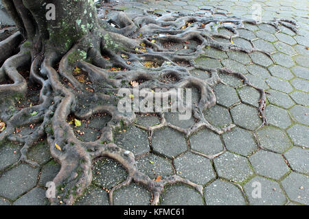 Roots Stock Photo