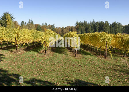 Fall Morning Colors of Vineyards in the Mid Willamette Valley, Marion County, Western Oregon Stock Photo