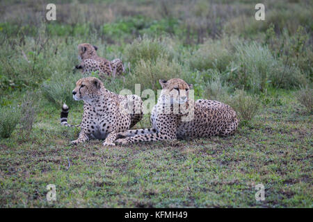 A trio of young cheetahs Acinonyx jubatus guarding their territory on the African Savannah Stock Photo