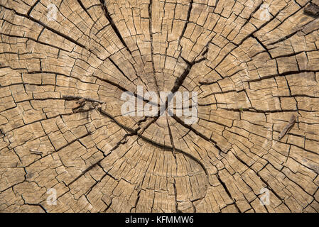 trunk of tree with rings and cracks Stock Photo