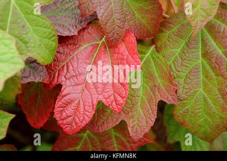 Hydrangea quercifolia 'Snow Queen', (Oak Leaved hydrangea 'Snow Queen, showing red and bronze autumn foliage in an English garden in late summer UK Stock Photo
