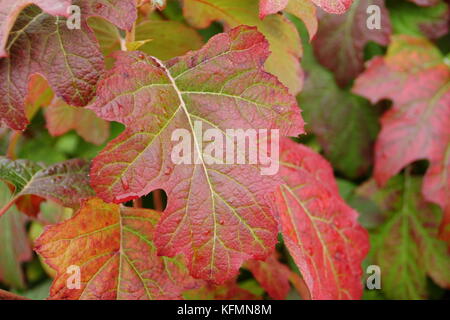 Oak leaved hydrangea. Hydrangea quercifolia 'Applause', a colourful Oak leaved hydrangea, displaying autumnal deep red foliage in an English garden Stock Photo