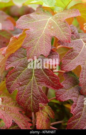 Hydrangea quercifolia 'Burgundy', an Oak-leaved hydrangea, displaying autumnal deep red foliage in an English garden Stock Photo