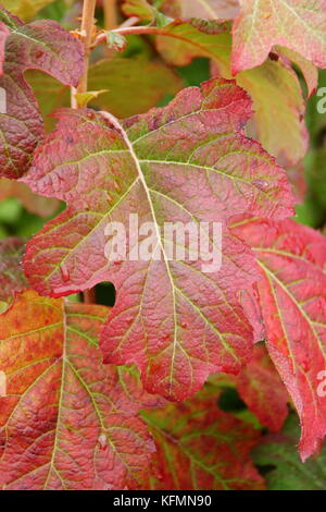 Oak leaved hydrangea. Hydrangea quercifolia 'Applause', a colourful Oak leaved hydrangea, displaying autumnal deep red foliage in an English garden Stock Photo