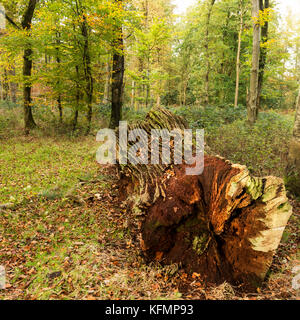 Savernake Forest in autumn Stock Photo