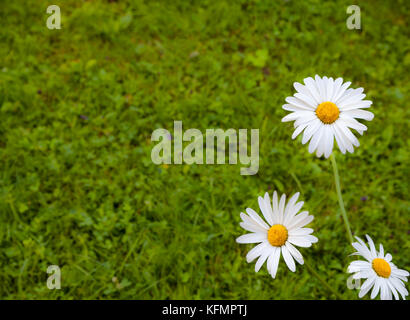Three white daisies. Natural green grass background. Blurred background. Copy space. Stock Photo
