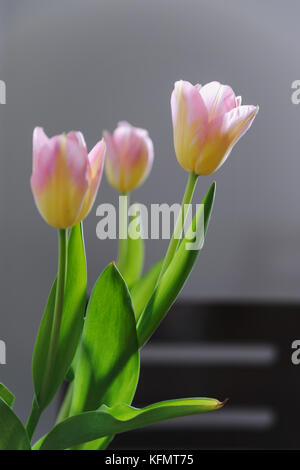 Yellow and pink tulips on a gray background. Stock Photo