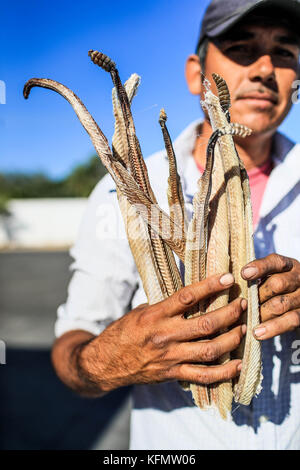 Puerto Peñasco, Sonora, 20 de octubre de 2017.-  Hoy Puerto Peñasco recibe por sexta ocasión las actividades de la edición 45 del Festival Internacional Cervantino, única subsede en el noroeste del país que reunirá a mil 200 artistas.   (Foto: Luis Gutierrez /NortePhoto.com) Stock Photo