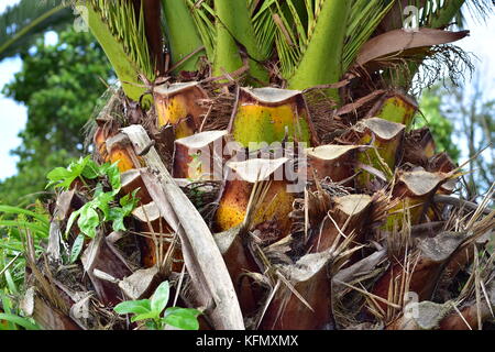 Thick palm tree trunk with excessive branches cut off. Stock Photo