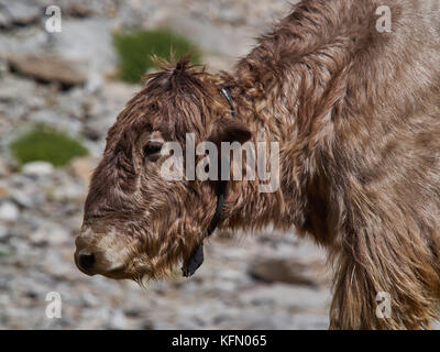 Young Tibetan yak with curly wool brown color, close up portrait. Stock Photo