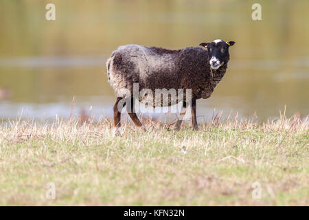 Welsh sheep wandering free. Stock Photo