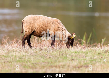 Welsh sheep wandering free. Stock Photo