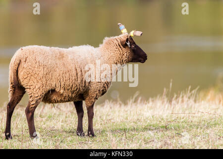 Welsh sheep wandering free. Stock Photo