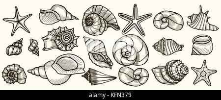 Seashells vector set. Hand drawn illustrations of engraved line. Collection of realistic sketches various mollusk sea shells different forms. Stock Vector