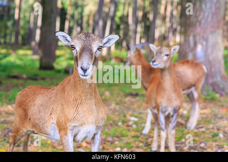 European mouflon (ovis orientalis musimon) ewes, females in group in woodland, close-up, Germany Stock Photo